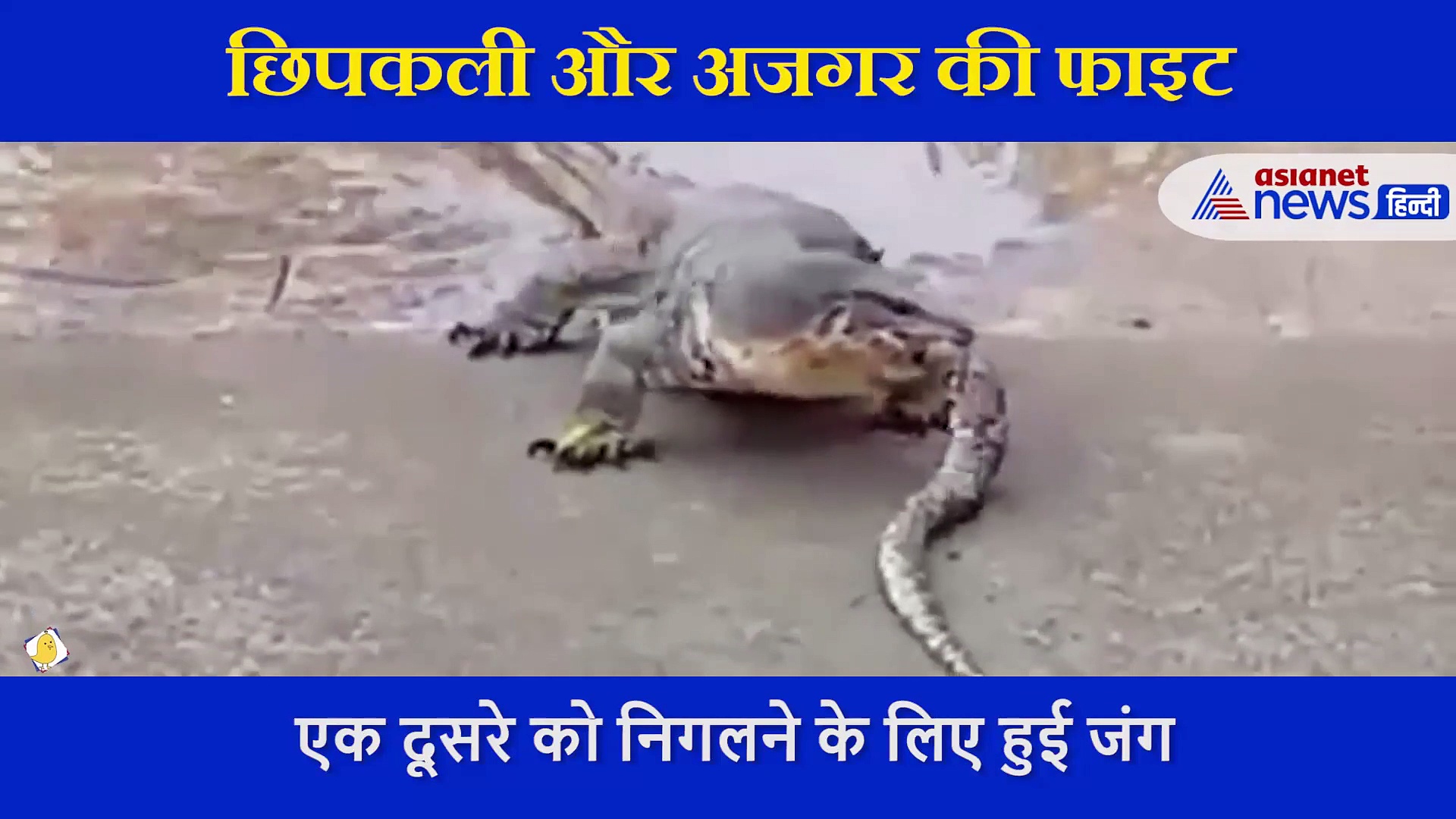 जब छिपकली के सामने बेबस-लाचार हो गया विशालकाय अजगर, यकीन ना हो तो खुद देख लीजिए