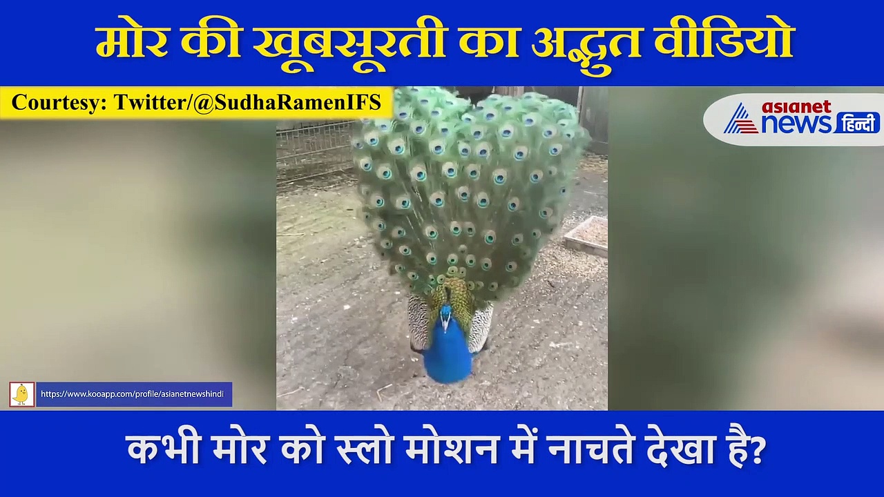 मोर ने बड़ी बारीकी  अपने पंख को फैलाया,  खूबसूरती का अद्भुत वीडियो आया सामने