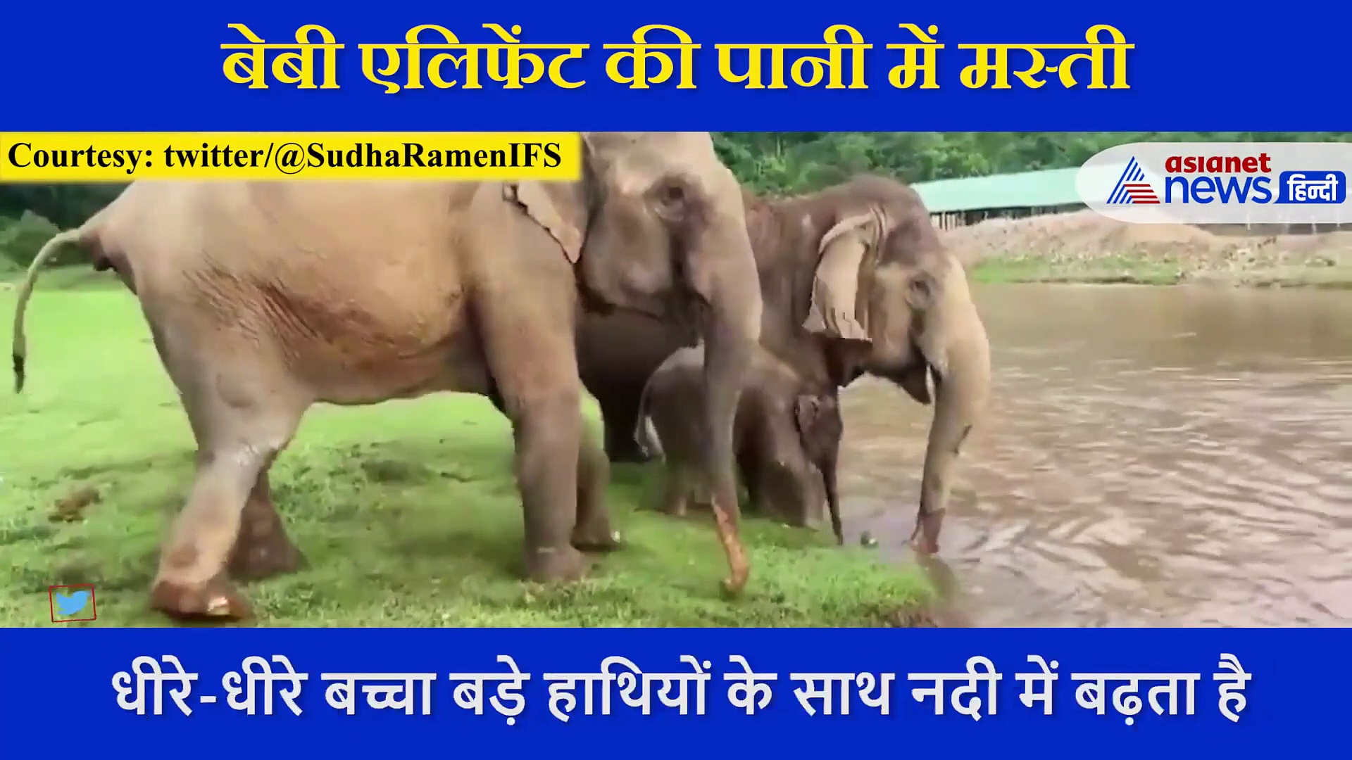 हाथी का बच्चा नदी में कर रहा मस्ती, दिल खुश कर देगा ये वीडियो