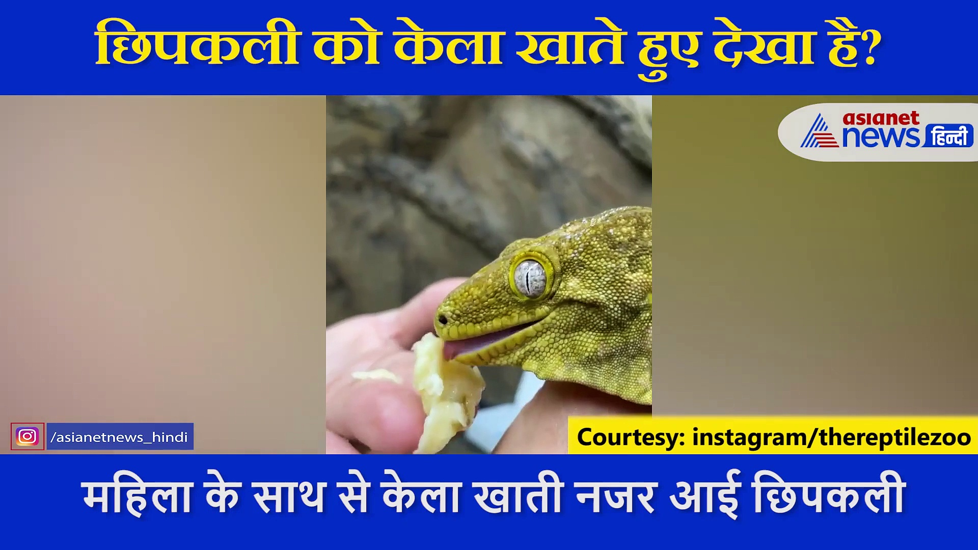 चिड़ियाघर की केयरटेकर ने छिपकली को खिलाया केला, सामने आया रेयर वीडियो