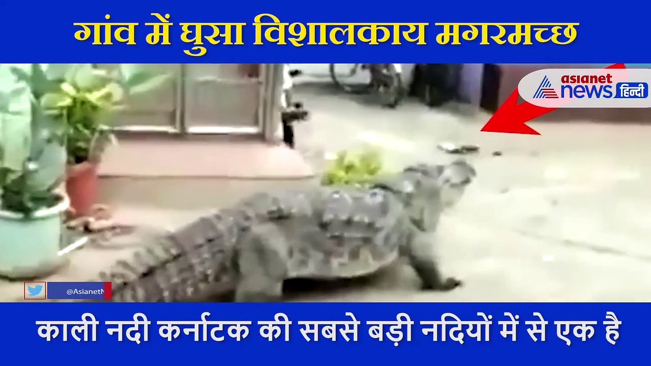 गांव में घुसा ये विशालकाय जानवर, दहशत में आ गए लोग