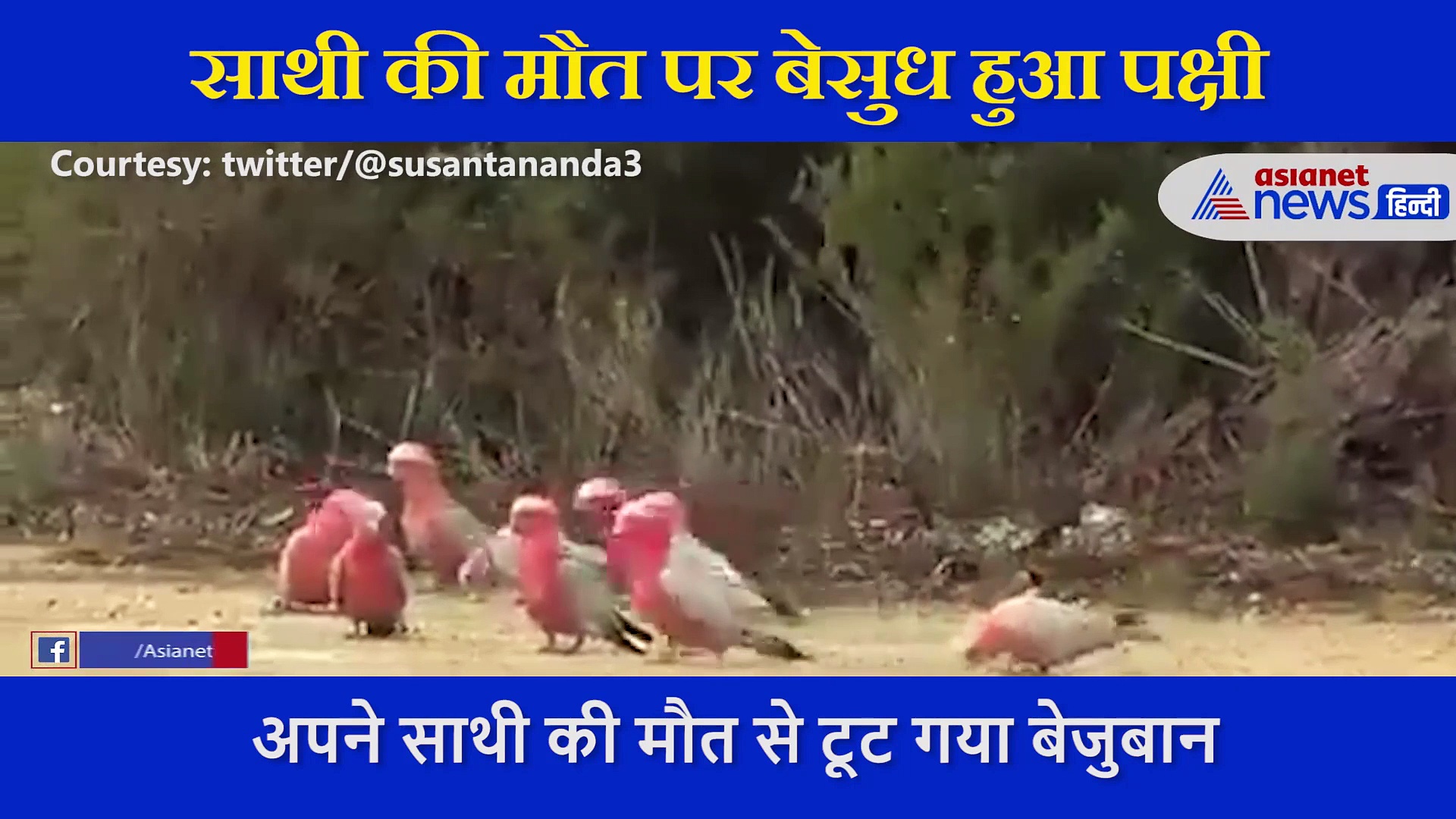 साथी की मौत से टूट गया पक्षी, करता रहा जगाने की कोशिश, वीडियो देख नम हो जाएगी आंखें