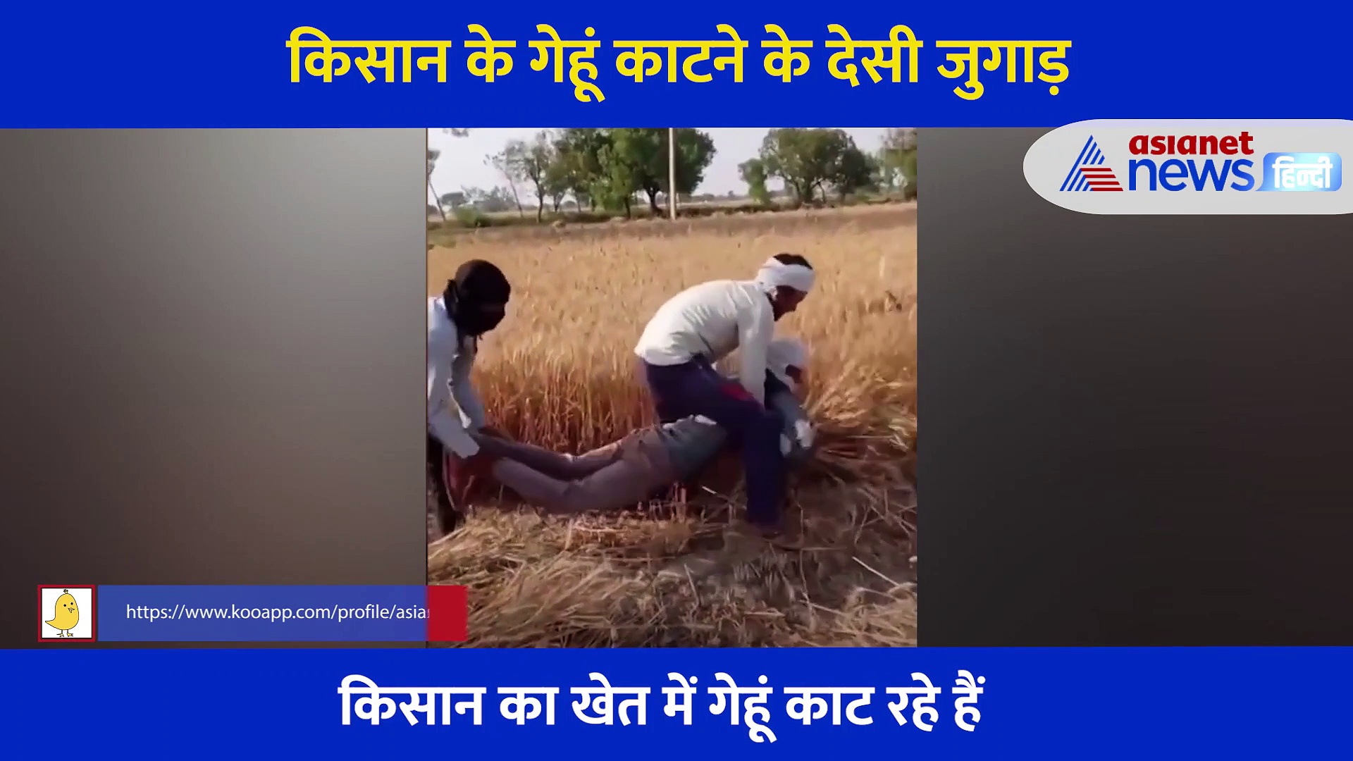 किसान का खेत में गेहूं काटते हुआ वीडिया आया सामने, लोग बोले  ये है देसी जुगाड़