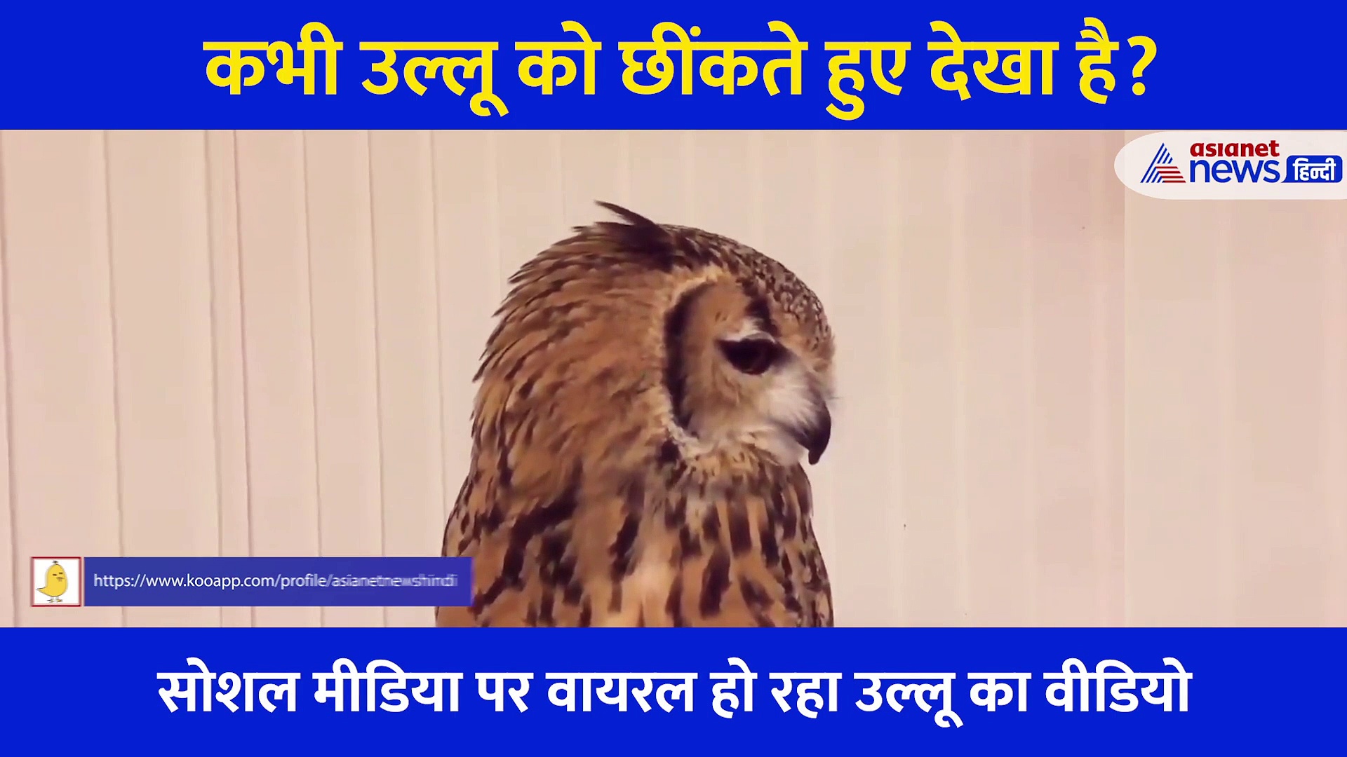 कभी उल्लू को छींकते हुए देखा है? हैरान कर देंगे एक्सप्रेशन और आवाज