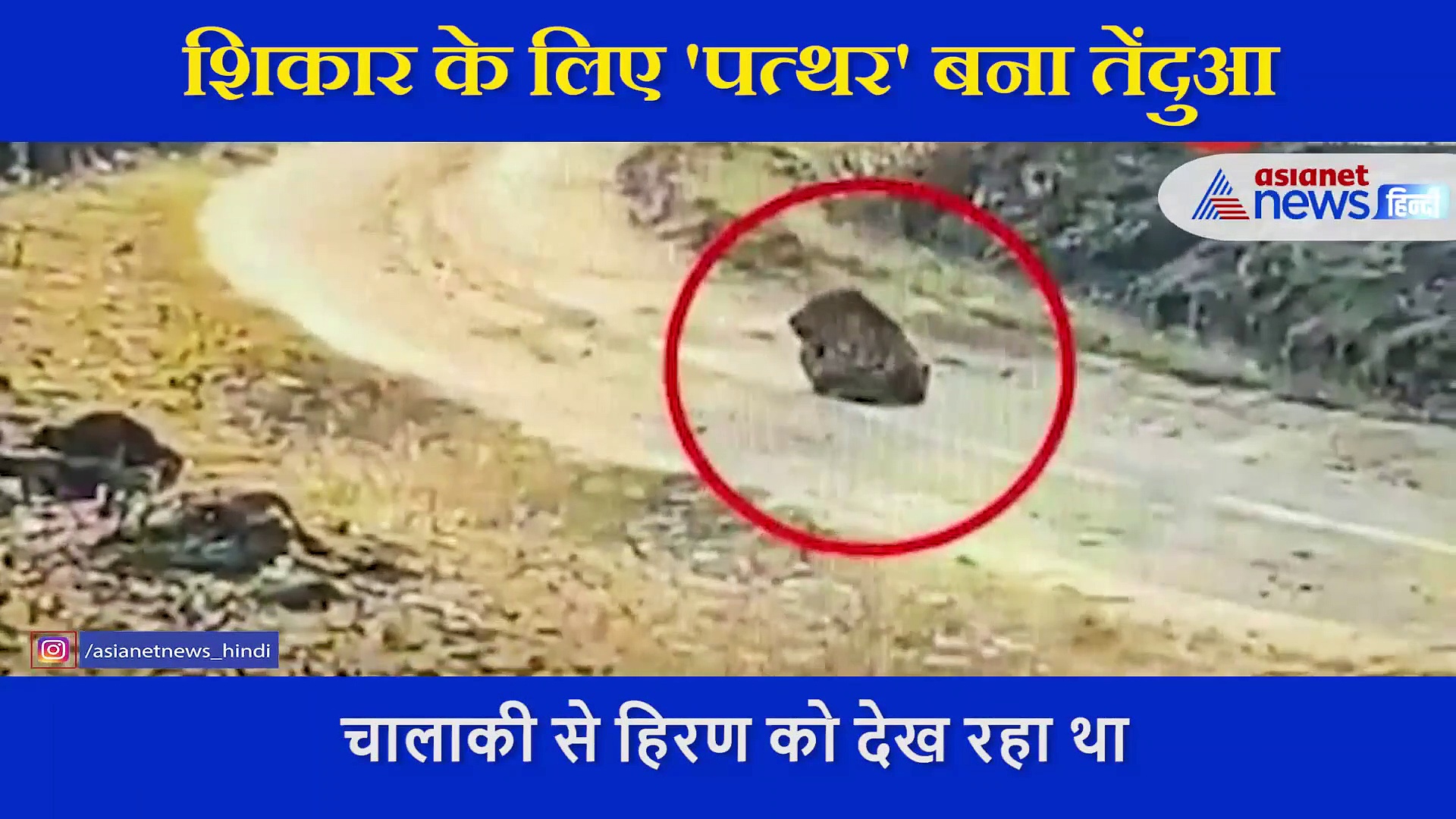 शिकार के लिए 'पत्थर' बना तेंदुआ,  चालाकी से हिरण को देने चाहता था मौत, देखें Video