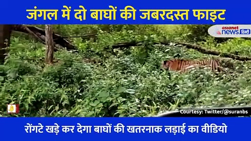 जंगल में एक दूसरे के खून के प्यासे हो गए दो बाघ, खतरनाक फाइट देख दहल जाएगा दिल