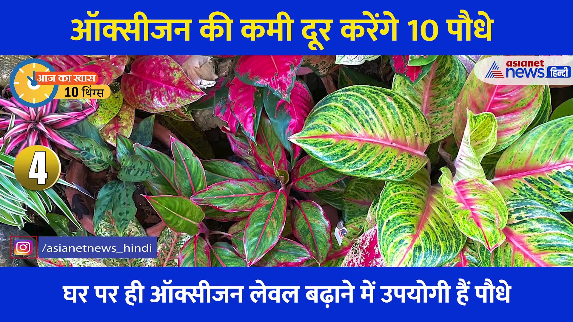 10 Things: ये हैं वे पौधे जिन्हें घर पर रखने से बढ़ता है ऑक्सीजन लेवल, खूबसूरती के साथ गुणों की भी हैं खान