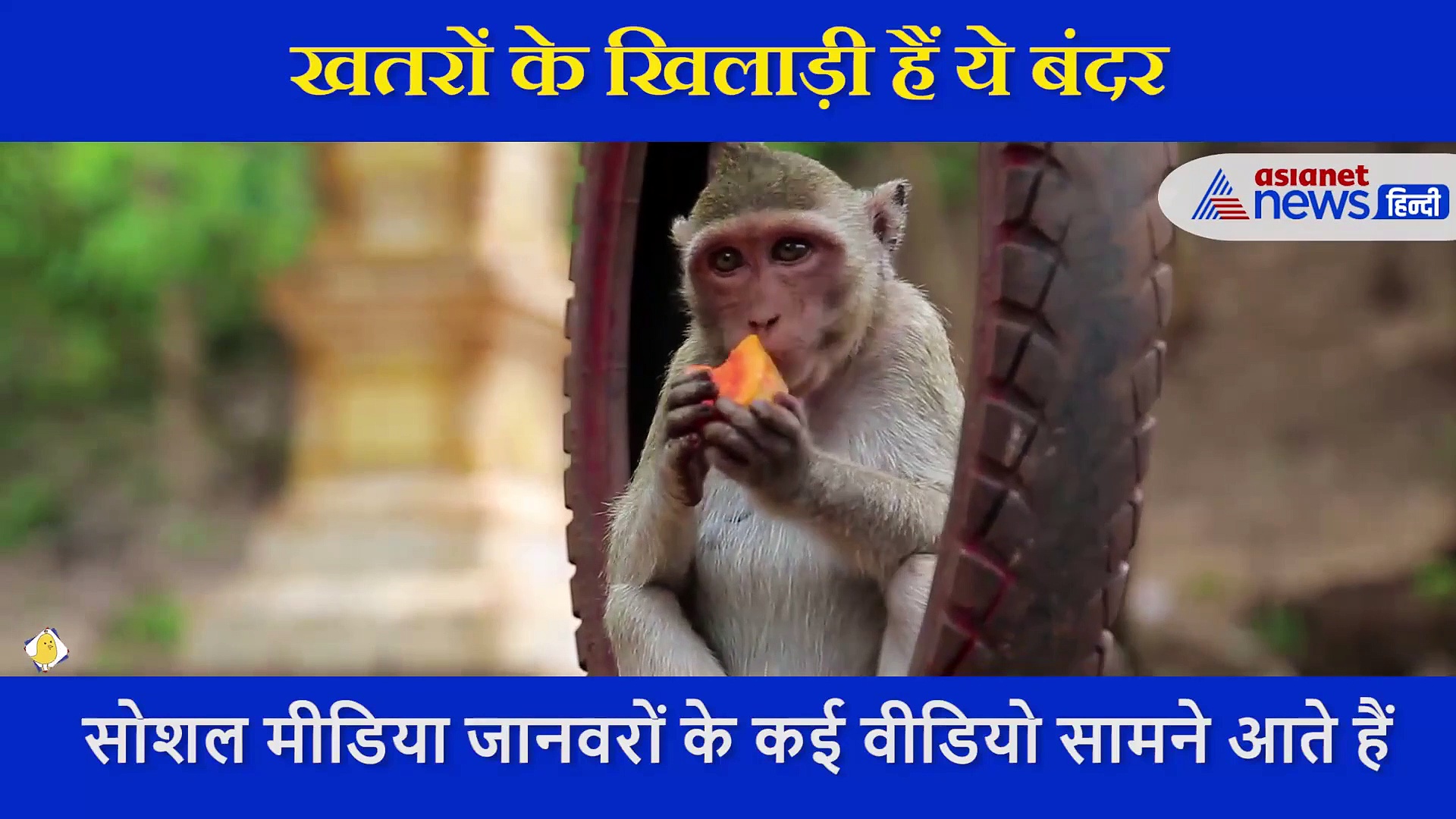 ‘स्पाइडरमैन’की तरह से ऊंची इमारत से नीचे उतरे बंदर, वीडियो देख हैरान हुए लोग