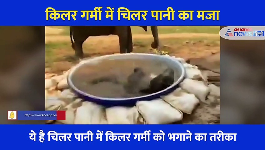 लिटिल हाथी ने ढूंढा किलर गर्मी को भगाने का शानदार तरीका, वीडियो देख आपको भी आ जाएगा मजा