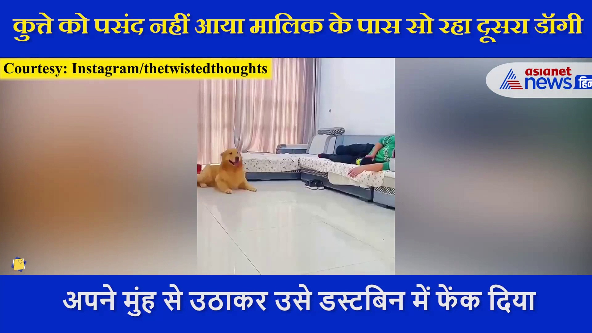 मालिक के पास बड़े प्यार से सो रहा था पपी, गुस्से में आ गया डॉगी ने डस्टबिन में फेंका