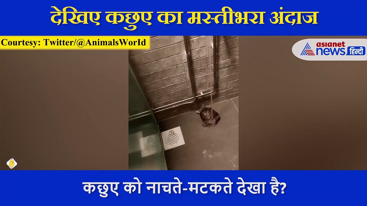 नल के नीचे बड़ी मस्ती से नहाते हुए नजर आया कुछआ, इसे देखकर आपको आ जाएगा मजा