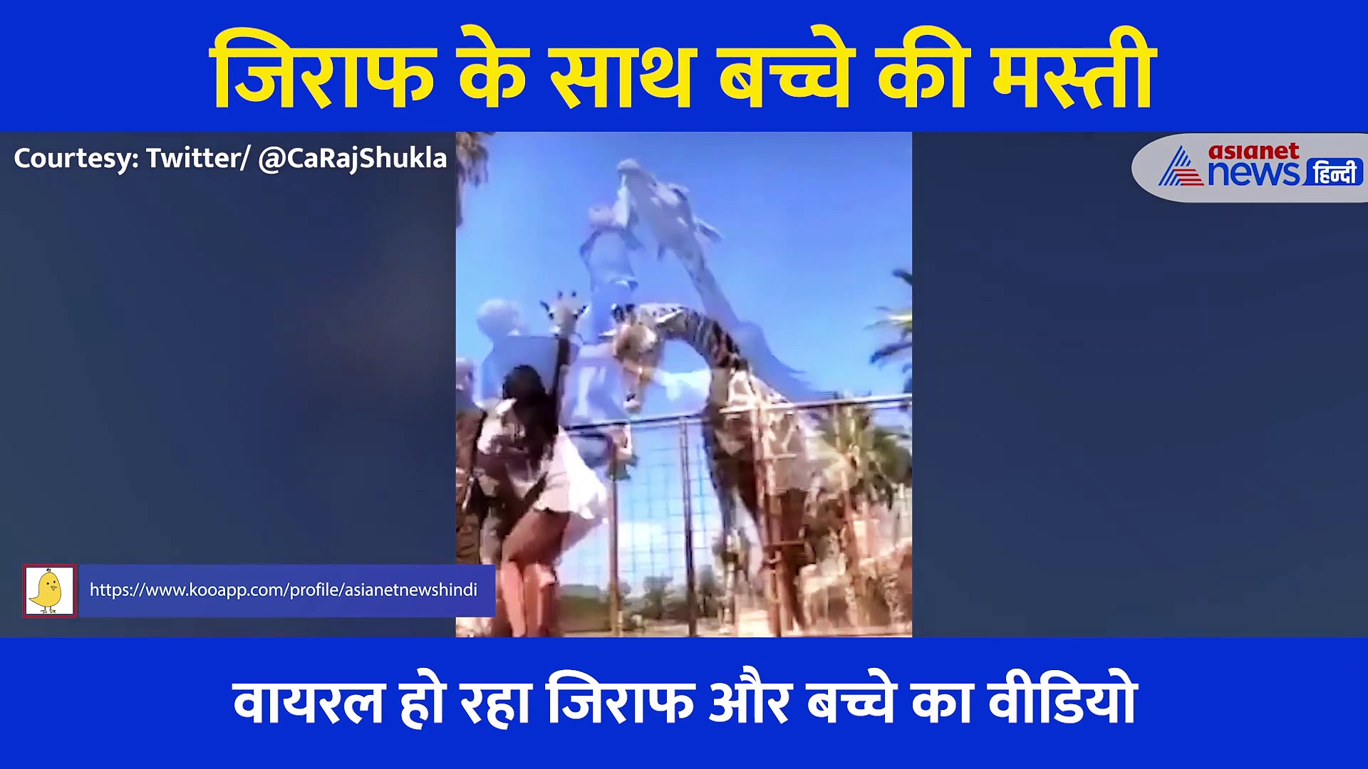 घास खिला रहा था बच्चा, जिराफ ने मुंह से उठा हवा में लटका दिया, देखिए Shocking Video