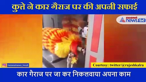 मजेदार- कुत्ते ने कार गैराज पर जाकर की अपनी सफाई, बड़ी चतुराई से निकाल लिया अपना काम