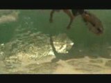 SICKY ROLLA skimboard 2007-Xtra footage