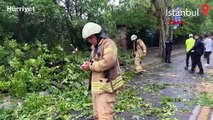 Üsküdar’da ağaç seyir halindeki araçların üzerine devrildi