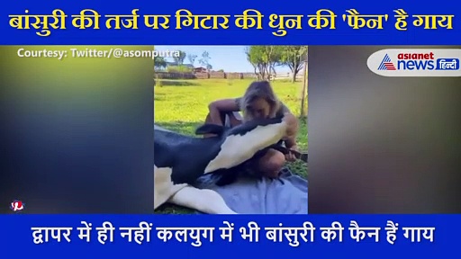 लड़की ने गिटार पर बजाई कृष्ण बांसुरी की धुन, सुनते ही 'फैन' हो गई गाय, देखें वीडियो