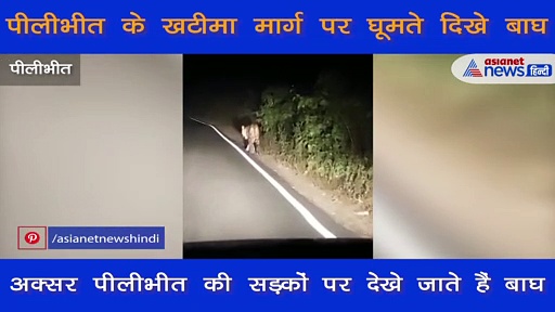 घने जंगलों से बाहर निकलकर सपा नेता की गाड़ी के आगे आया बाघ