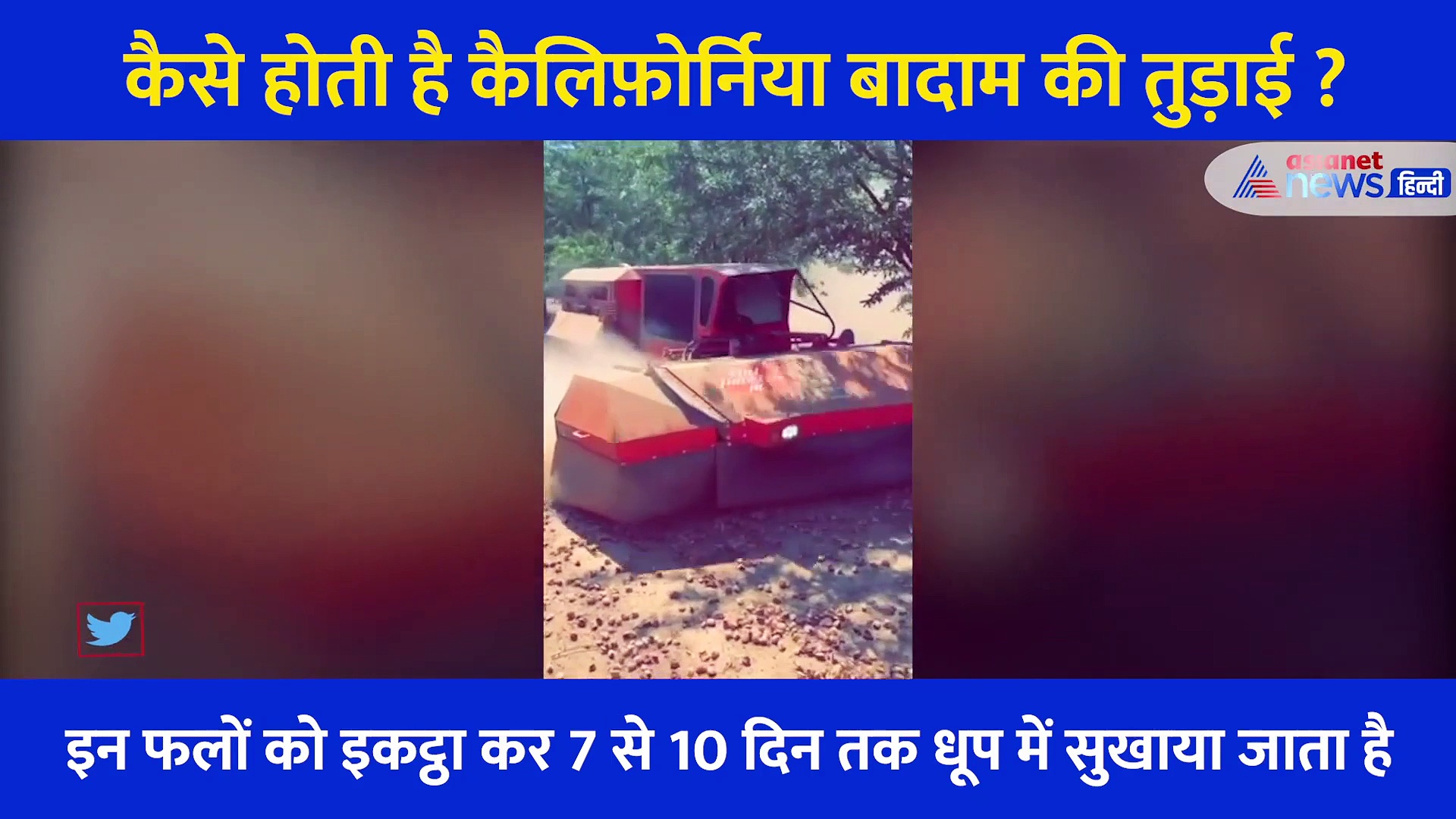 कभी देखा है बादाम को पेड़ों से तोड़ने का हाइटेक तरीका, देखें कैलिफ़ोर्निया का शानदार VIDEO