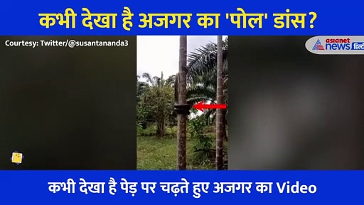 कभी देखा है अजगर का 'पोल' डांस? Video देख आंखों पर नहीं होगा यकीन