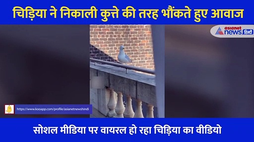 चिड़िया ने निकाली कुत्ते की तरह भौंकते हुए आवाज, वीडियो देख हर कोई हो रहा शॉक्ड