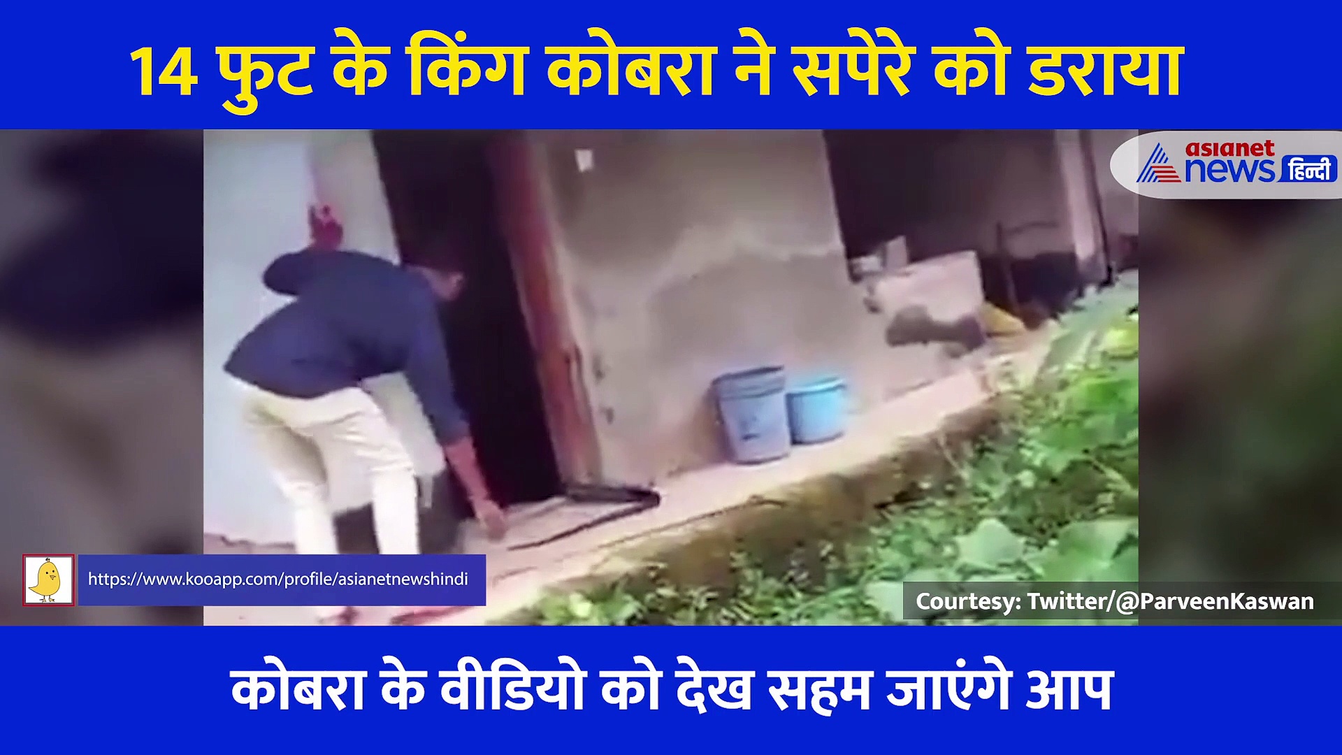 पूंछ पकड़ी तो सपेरे के सामने फन फैलाकर आया कोबरा... रोंगटे खड़ा कर रहा 8 सेकंड का Video