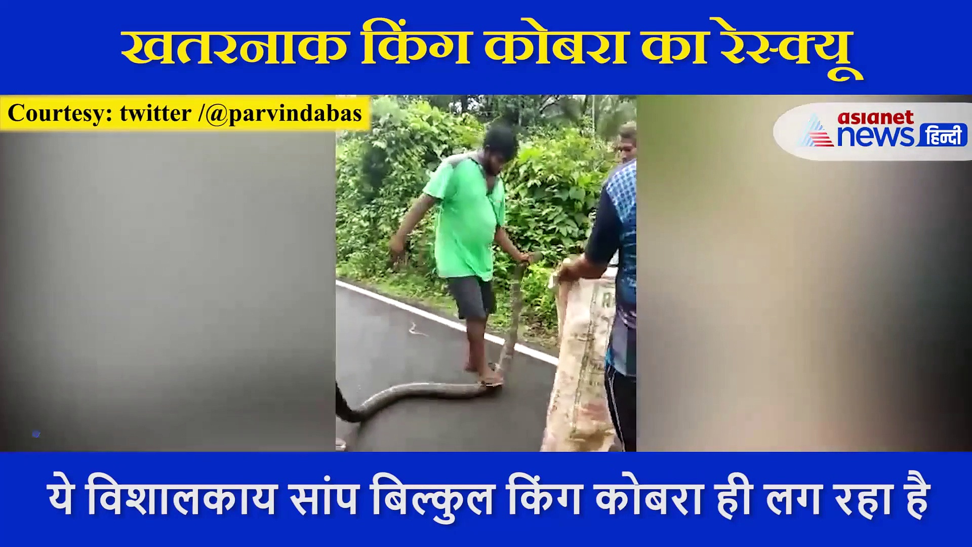 युवकों ने चंद मिनटों में पकड़ लिया किंग कोबरा, एक ने पकड़ा मुंह दूसरे ने रख दिया उस पर पैर