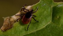 Climate change allowing for a longer tick season