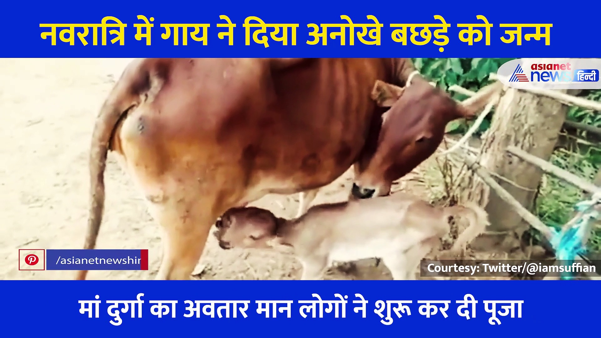 Video: नवरात्रि में गाय ने दिया अनोखे बछड़े को जन्म, लोगों ने दुर्गा का अवतार मान शुरू कर दी पूजा