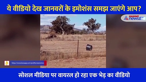 जंगल में भेड़ को सूझी मस्ती... पहले 2 कदम पीछे लिए फिर जो किया, लोग बोले 'कितनी प्यारी है'