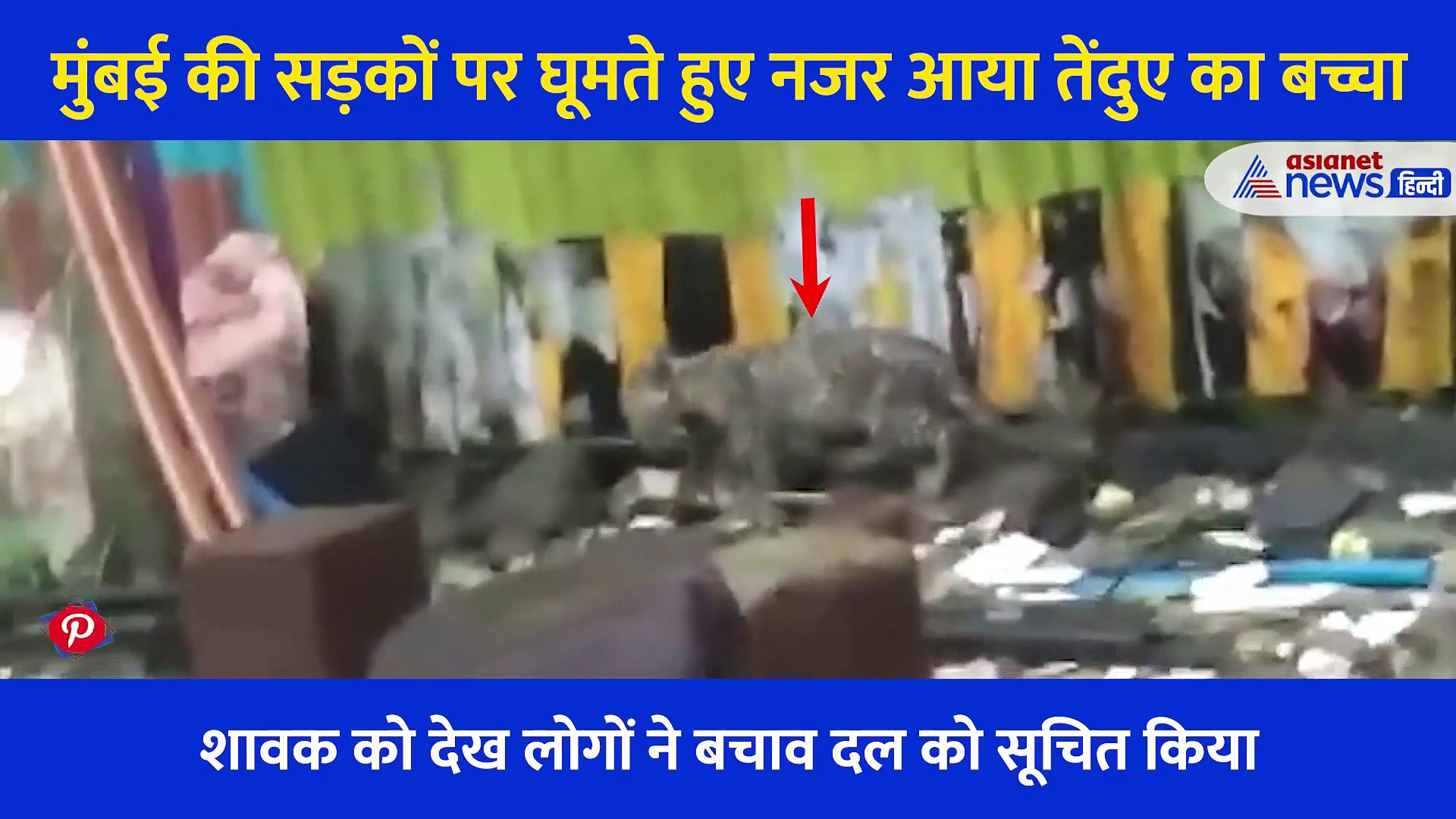 तेज बारिश में भटककर सड़कों पर आ गया तेंदुए का बच्चा, रेस्क्यू करने वालों ने जीत लिया दिल, देखें Video