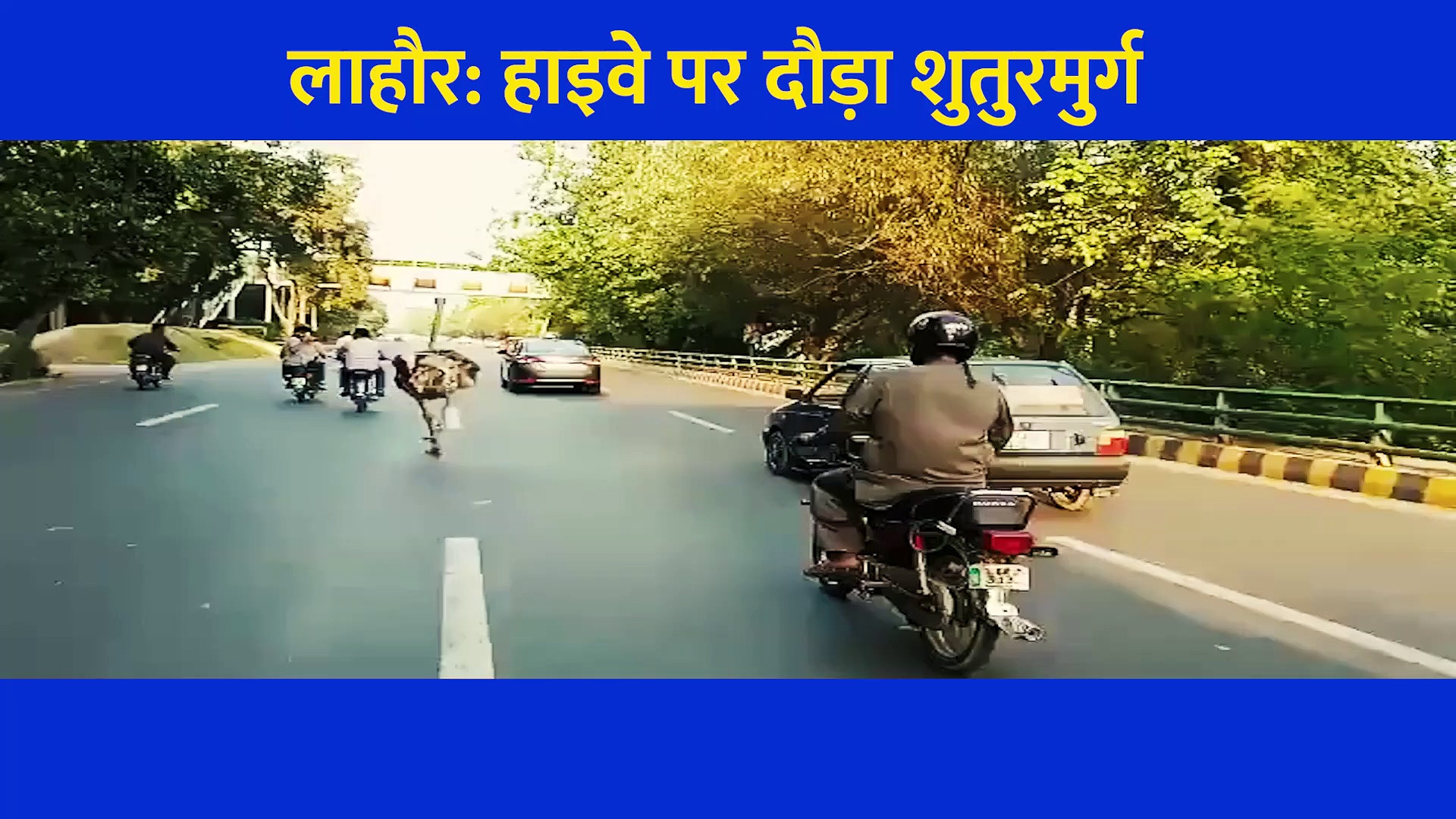 गाड़ियों के बीच चलते रोड़ पर दौड़ता नजर आया शुतुरमुर्ग, वीडियो देख लोग बोले- 'उस्ताद कहां?'