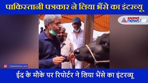 पाकिस्तान रिपोर्टर ने लिया भैंसे का इंटरव्यू, माइक मुंह के पास ले जाकर पूछा ऐसा सवाल... फिर जो हुआ..