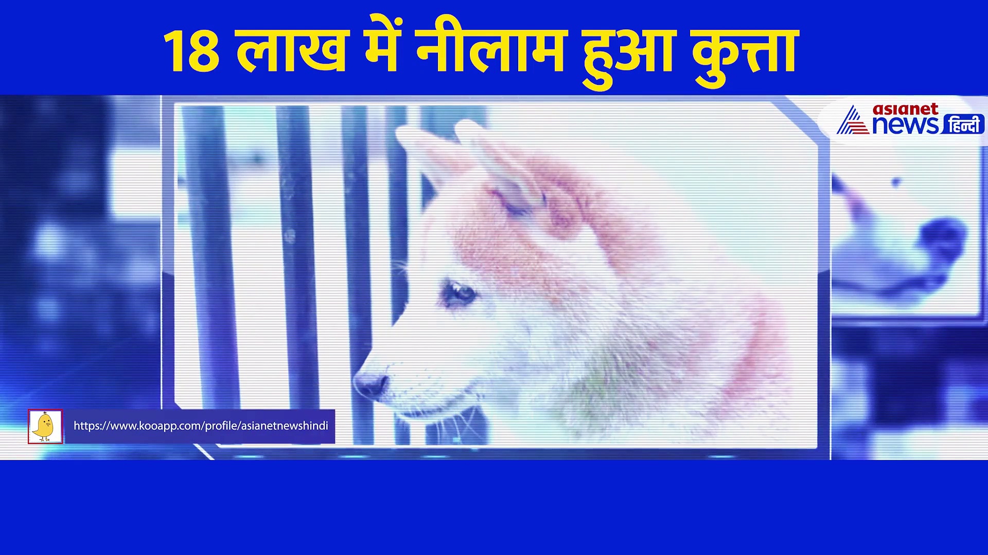 18 लाख में नीलाम हुआ एक DOG, सोशल मीडिया पर छाई तस्वीर ... जानें क्या है खास