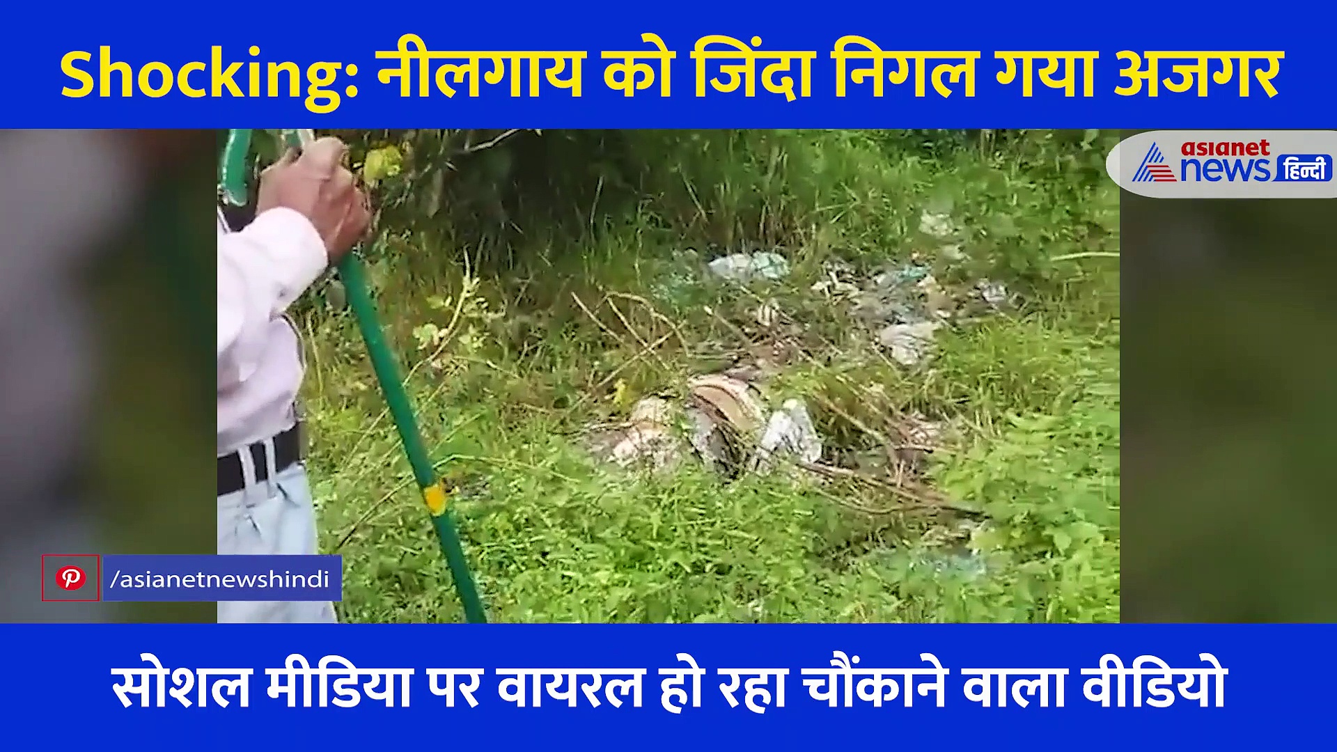 Shocking: देखते ही देखते जिंदा नीलगाय को निगल गया अजगर, हाथ पांव फुला रहा Video