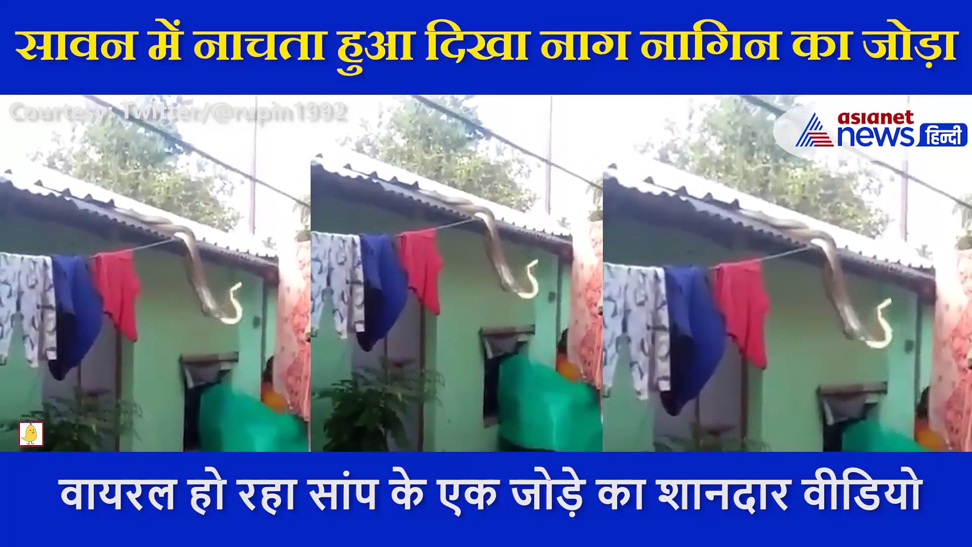 नाग और नागिन का प्रेम भरा वीडियो वायरल, एक दूसरे से लिपट यूं लुटाया प्यार, देखें Video