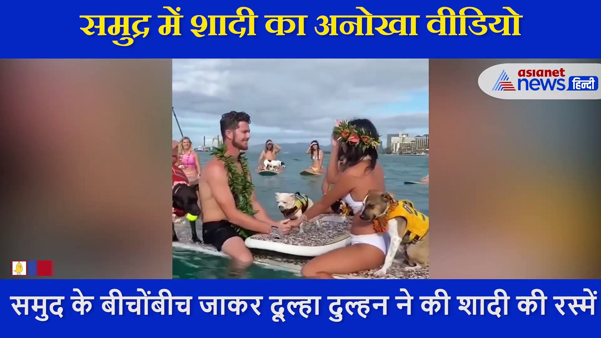 अनोखी शादी: मेहमानों के साथ कुत्ते भी हुए शामिल, समुद्र में पानी के बीच हुईं सारी रस्में