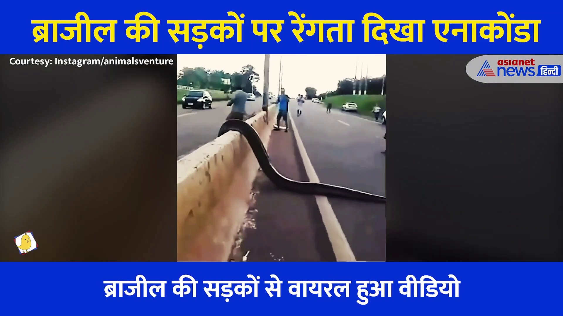 सड़क के बीचों बीच खतरनाक एनाकोंडा का डरा देने वाला Video, देखकर रोंगटे खड़े हो जाएंगे