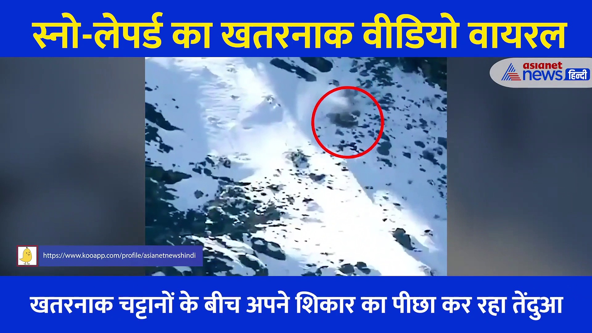 शिकार को दबोच कलाबाजियां करता हुआ चट्टान से गिरा 'पहाड़ियों का भूत', खौफनाक वीडियो वायरल