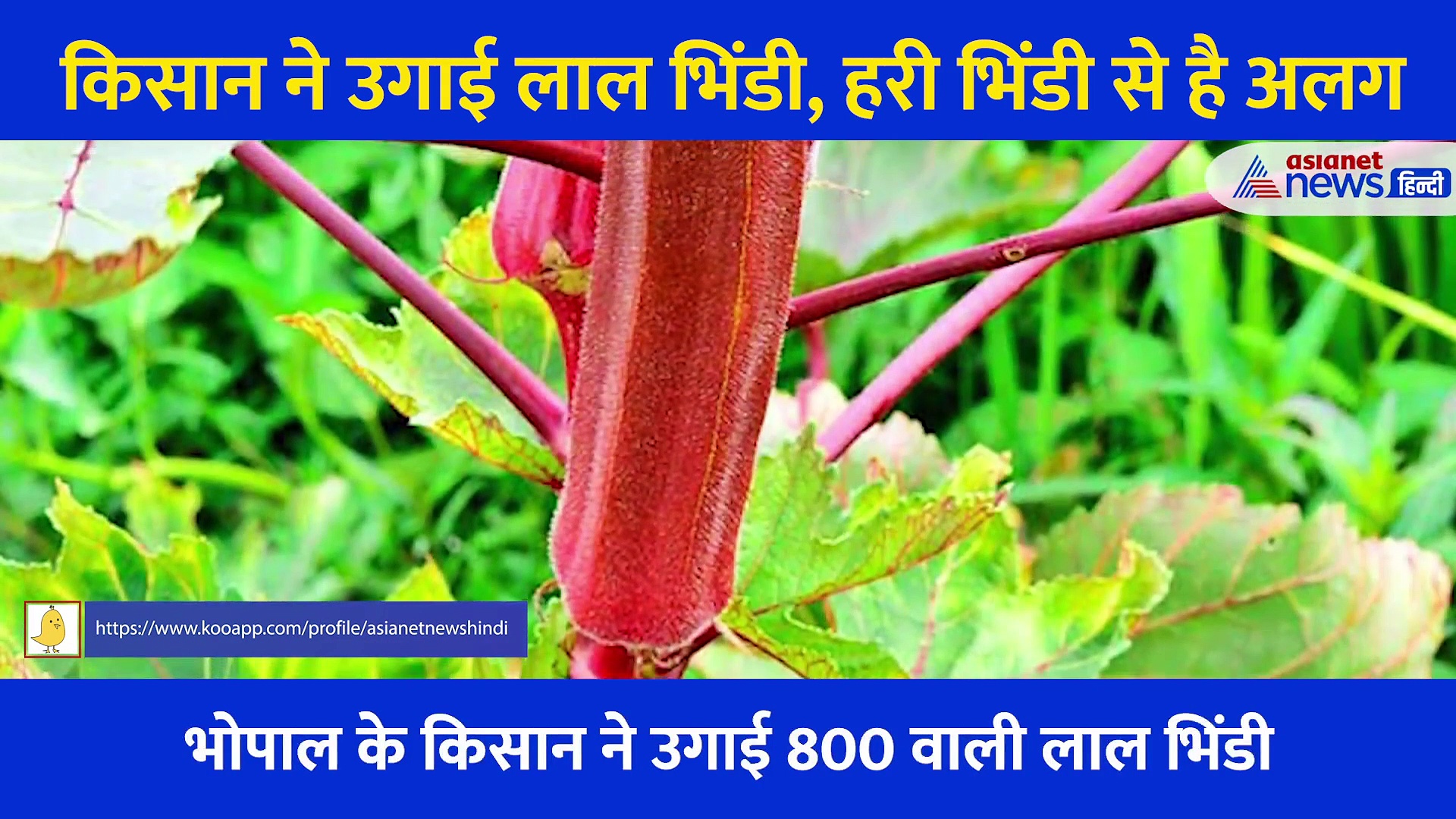 भोपाल के किसान ने उगाई 800 रुपये किलो वाली भिंडी, जानें क्यों हैं इतनी महंगी और क्या है खासियत