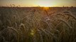 UN to Join International Efforts to Restore the World's Wheat Supply