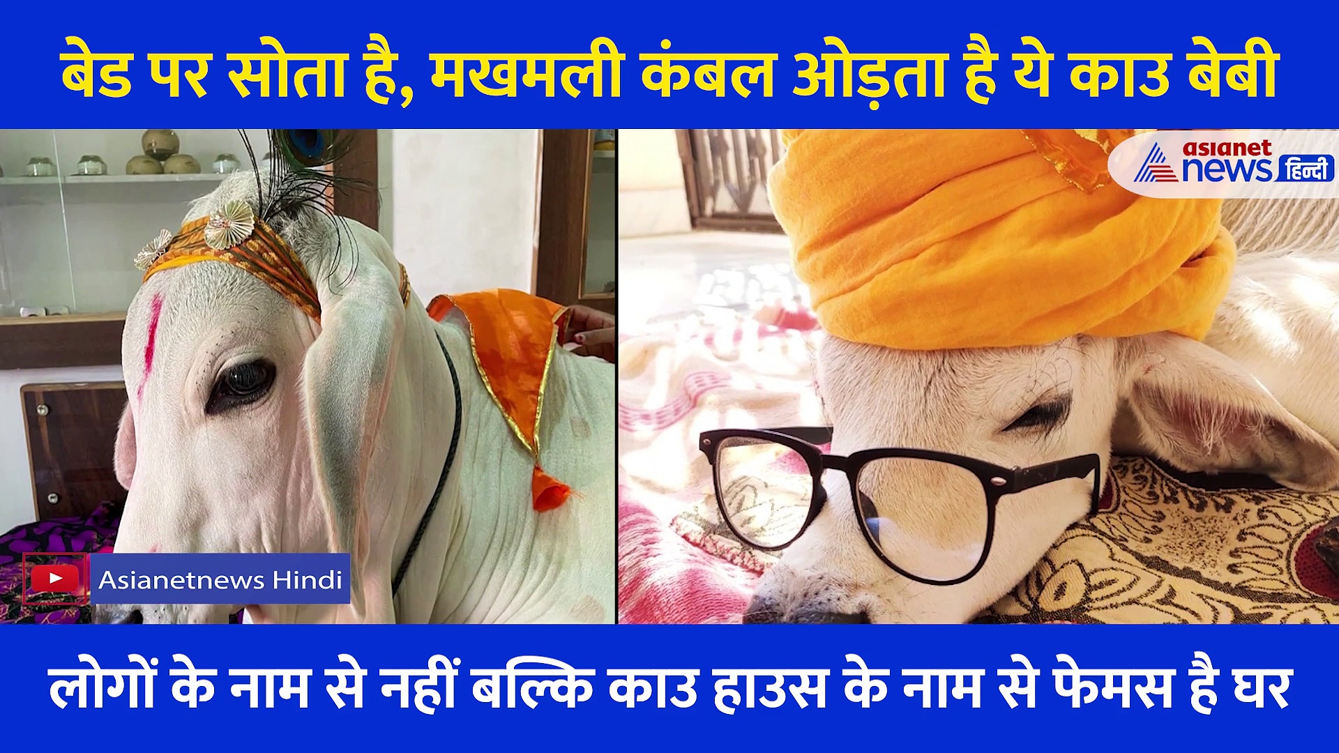 बेड पर सोता है, मखमली कंबल ओड़ता है ये नंदी... ट्रेनिंग ऐसी कि घर में नहीं करते गोबर