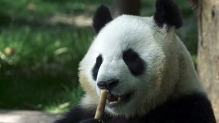 Panda Funny Moment Videos