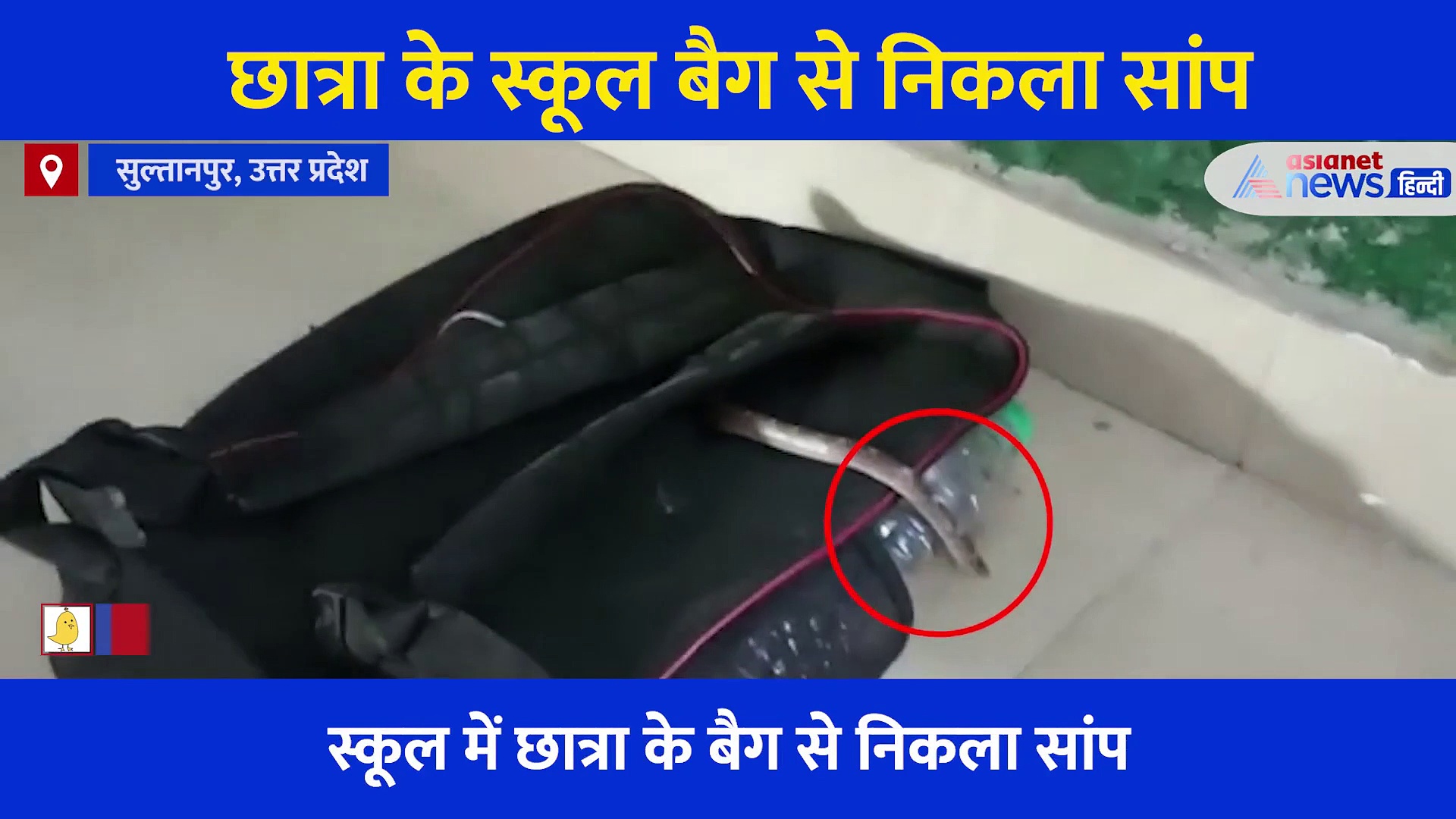 छात्रा ने जैसे ही खोला अपना बैग, किताबें नहीं निकली ऐसी खतरनाक चीज कि मच गई चीख पुकार, देखें Video