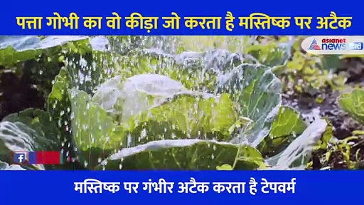 पत्ता गोभी का वो कीड़ा जो करता है दिमाग पर अटैक, जानें कितना खतरनाक है