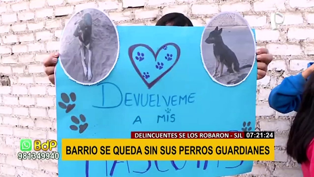 SJL: Vecinos denuncian que delincuentes se robaron a perros guardianes de la zona