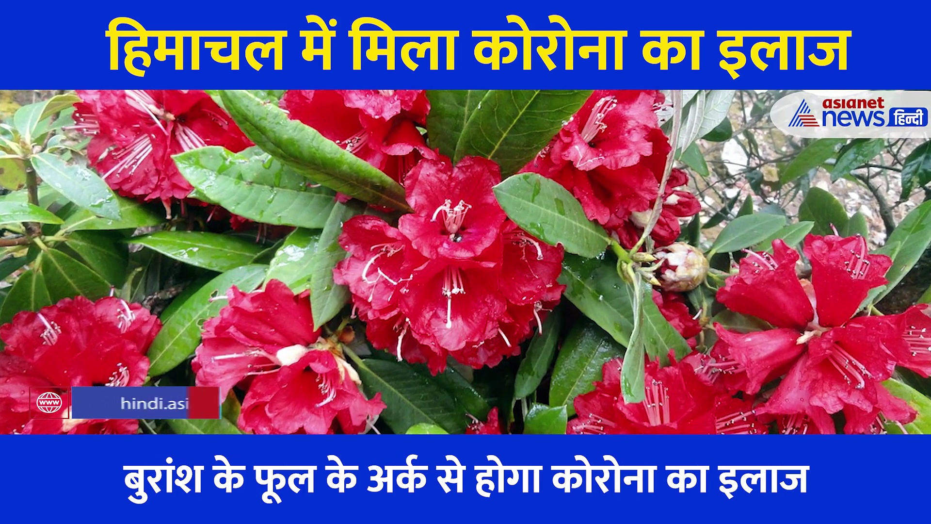 बुरांश के फूल से कैसे होगा Corona का इलाज, क्या वैज्ञानिकों को सच में मिल गया महामारी का हल?