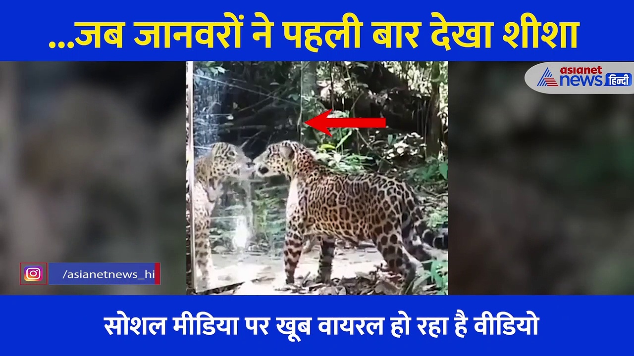 जब जानवरों ने पहली बार देखा आइना... कैमरें में कैद हुईं बब्बर शेर से लेकर चीता तक की ऐसी ऐसी हरकतें