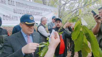 Zonguldak'ta gal arısıyla mücadele edecek böcekler doğaya bırakıldı