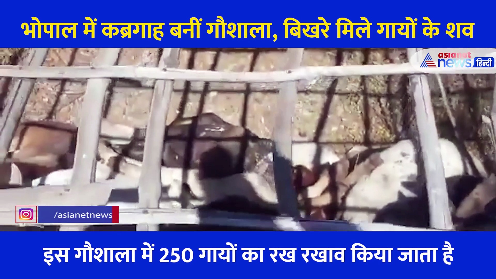 गौशाला में बिखरे मिले 100 गायों के शव और कंकाल... Shocking Video देख थर्रा जाएंगे आप
