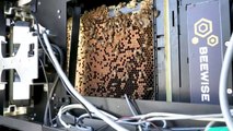 Colmenas robotizadas en Israel para preservar a las abejas